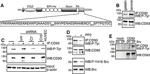 Binding of DG to laminin induces CD93 phosphorylation via Src.
