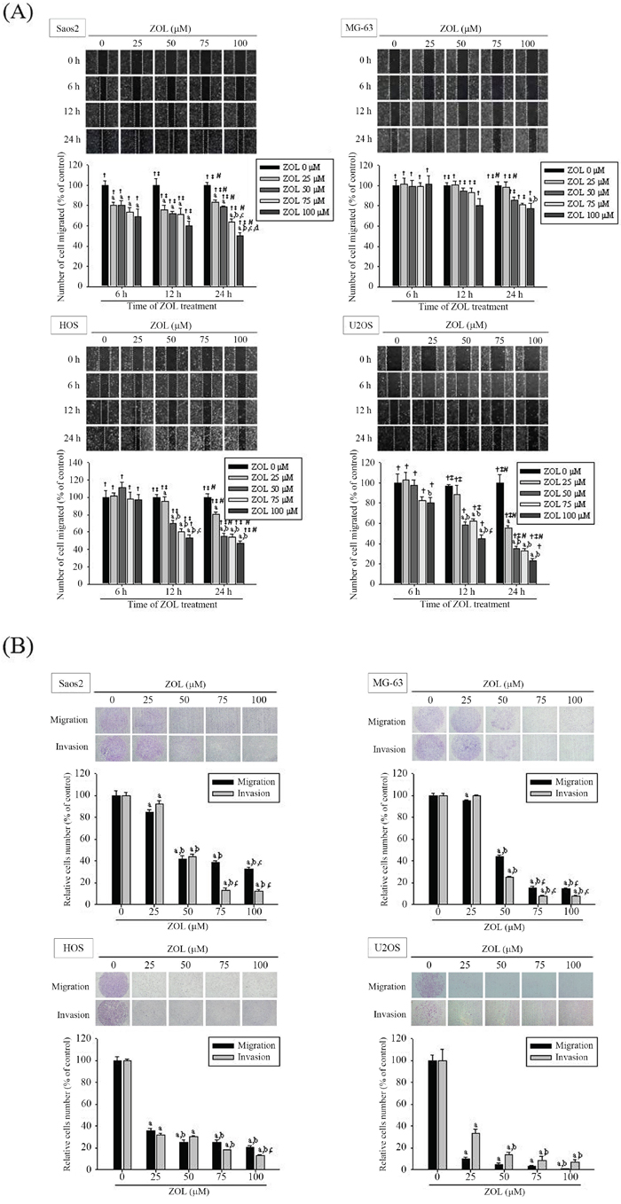 Effects of zoledronate on the wound healing, cell migration and invasion assays in 4 osteosarcoma (Saos2, MG-63, HOS and U2OS) cells.