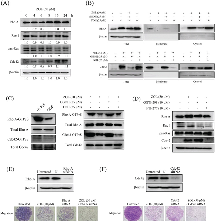 Effects of GGOH and FOH on zoledronate-suppressed membrane translocation and GTP&#x03B3;S activities of Rho A and Cdc42 in U2OS cells.