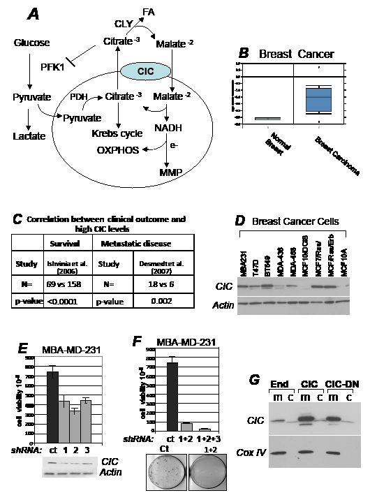 CIC is required for tumor proliferation.