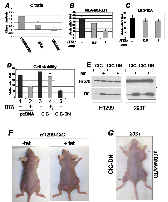 CIC maintains the intracellular pool of citrate and promotes proliferation.