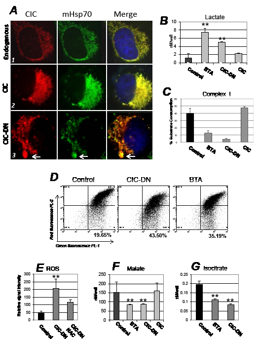 Mitochondrial and metabolic effects arising from CIC inhibition.