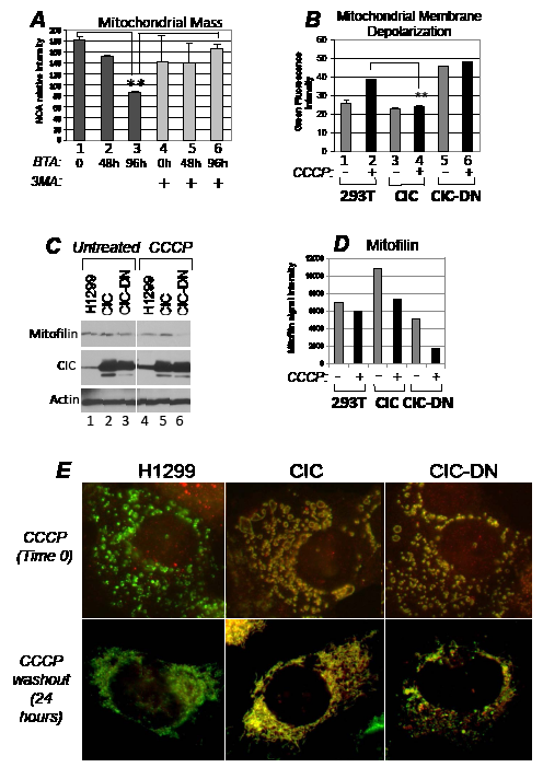 CIC protects from mitochondrial damage and depletion following respiration injury.