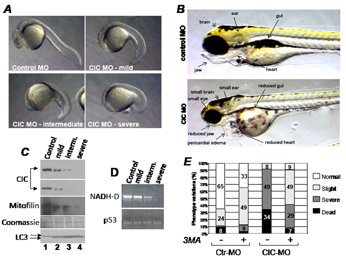 Figure 7: