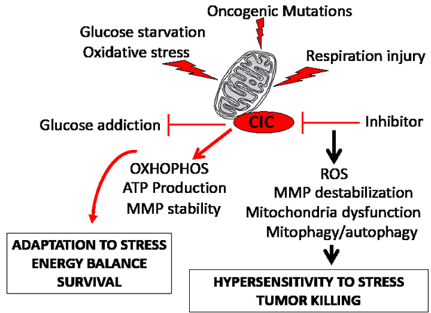 CIC maintains mitochondrial homeostasis in tumor cells.