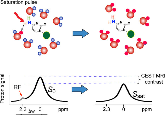 The principle of CEST MRI detection of anticancer drugs, such as gemcitabine.