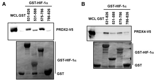 Mapping the PRDX2 and PRDX4 binding domains of HIF-1