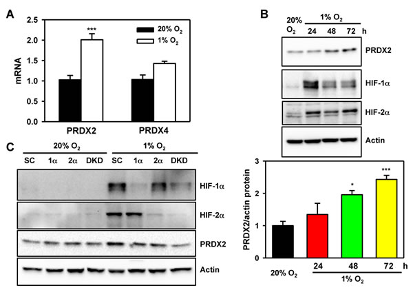 PRDX2 expression is regulated by HIF-1 and HIF-2.