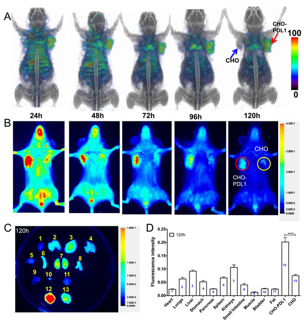 Imaging PD-L1 expression in subcutaneous CHO xenografts with [