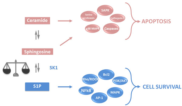 Sphingolipid rheostat.