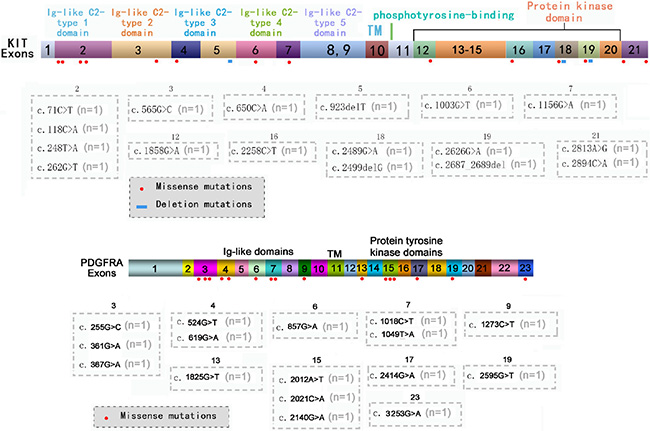 Mutations located in other exons of KIT/PDGFRA genes.