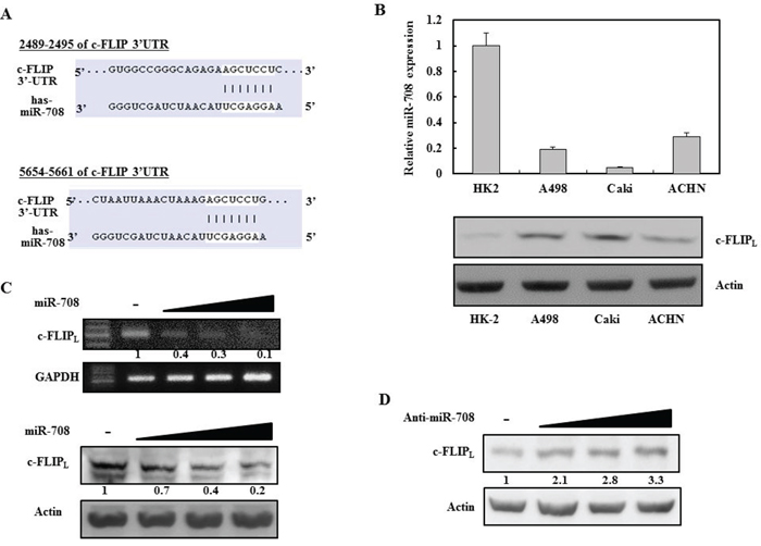 Identification of novel miRNAs that regulate c-FLIPL expression in renal cancer cells.