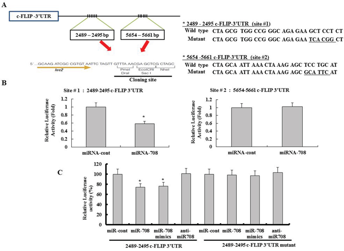 The c-FLIPL isoform is a functional target of miR-708 in renal cancer.