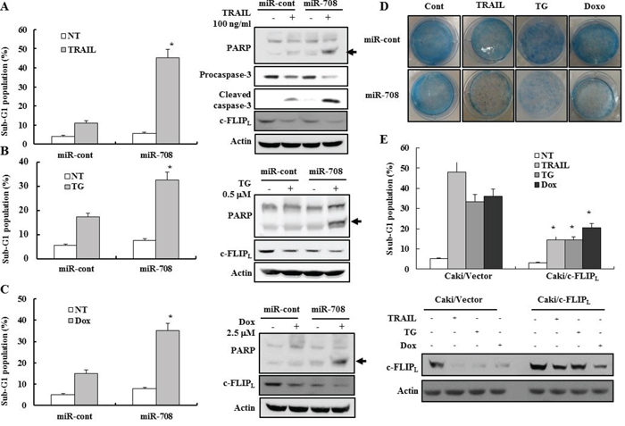 MiR-708-mediated downregulation of c-FLIPL enhances sensitivity to various apoptotic stimuli.