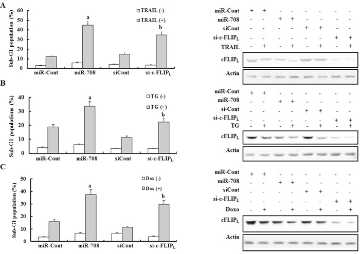 Downregulation of c-FLIPL mediated by si-cFLIPL enhanced sensitivity to various apoptotic stimuli.