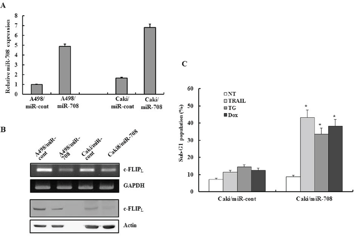 Restoration of miR-708 directly mediated downregulation of c-FLIP expression in vitro and increased the sensitivity of renal cancer cells to various apoptotic stimuli.