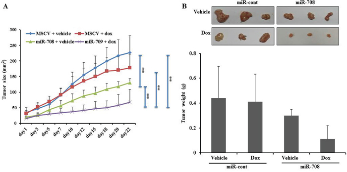 MiR-708 increases the sensitivity of tumor cells to Dox treatment in vivo.