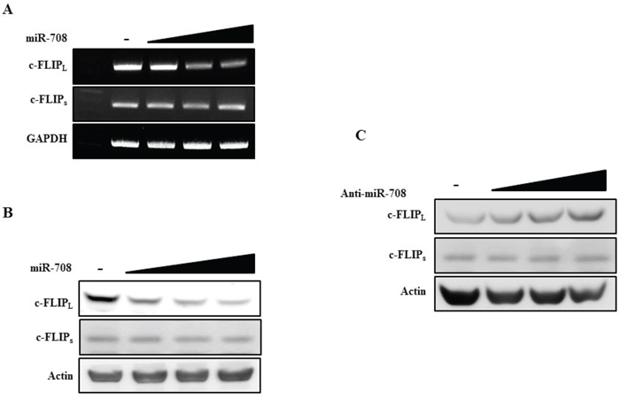 MiR-708 specifically downregulates c-FLIPL expression without affecting c-FLIPs expression.