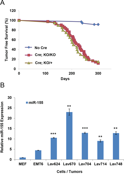 Effect of miR-155 on the tumor free survival of Brca1cko/cko;Trp53cko/cko;K14-Cre mice.