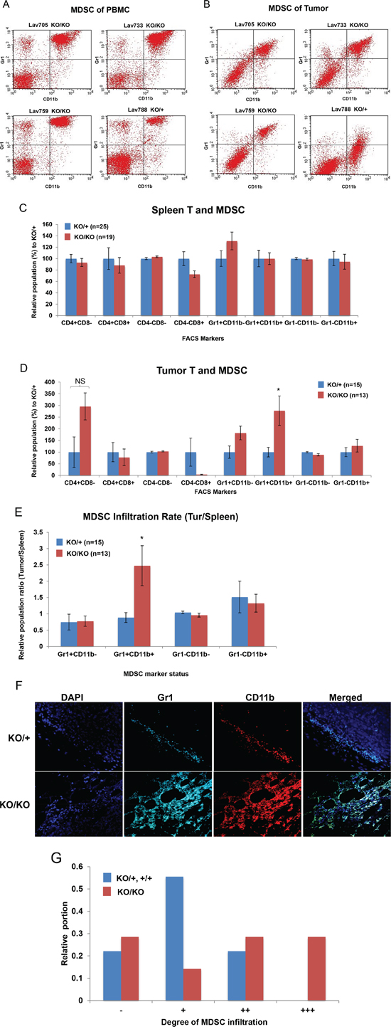 Increased MDSC infiltration in miR-155-deficient tumors.