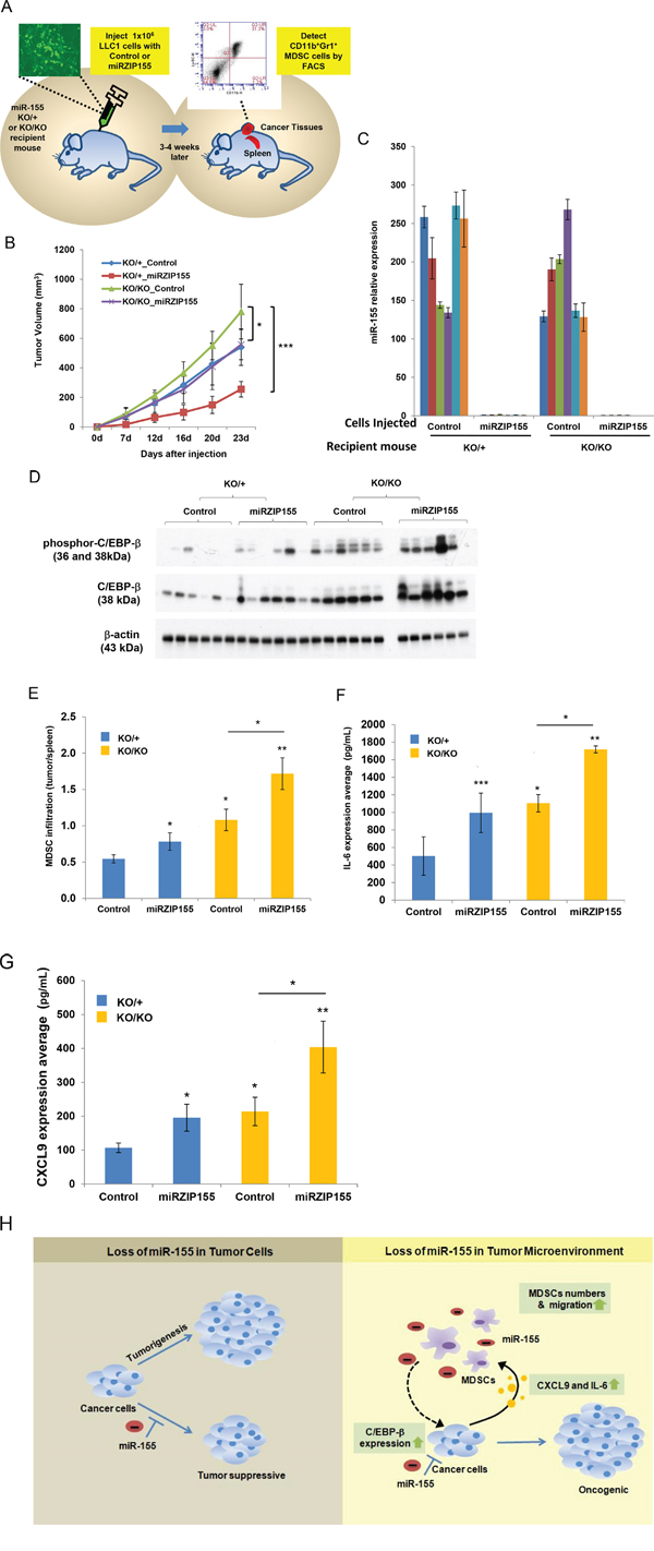 Growth defect of miR-155-knockdown cells are restored in miR-155ko/ko recipient mice.