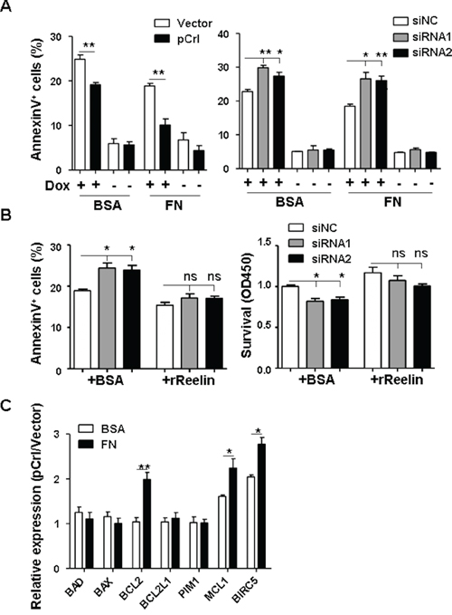 Reelin protects H929 cells from Doxorubicin induced apoptosis.