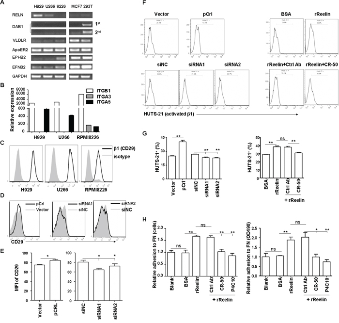Reelin promotes integrin &#x03B2;1 activation and MM cell adhesion.