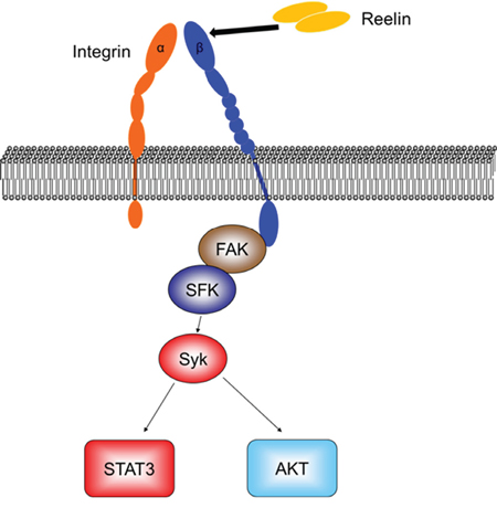 Diagram of reelin-induced signaling pathways in myeloma cells.