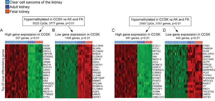 Methylation directed gene expression in CCSK.