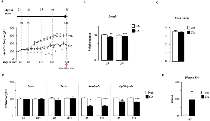 Pubertal exposure to BA alters pubertal growth.