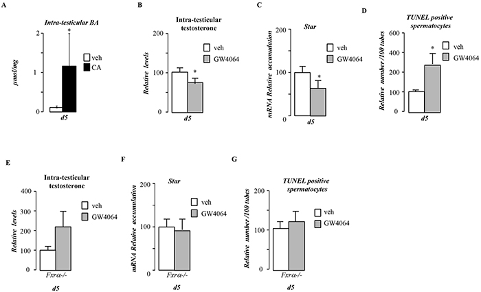 Pubertal BA exposure impacts testis physiology via FXR&#x03B1;.