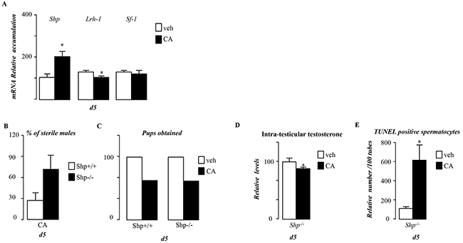 BA act in though FXR&#x03B1; in a SHP independent manner in pubertal males.