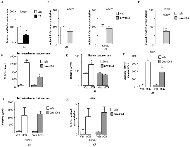 BA signaling pathway alters LH/CG sensitivity in pubertal males.