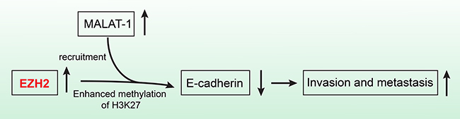 The schematic illustration of the EZH2 mechanism in pancreatic cancer.