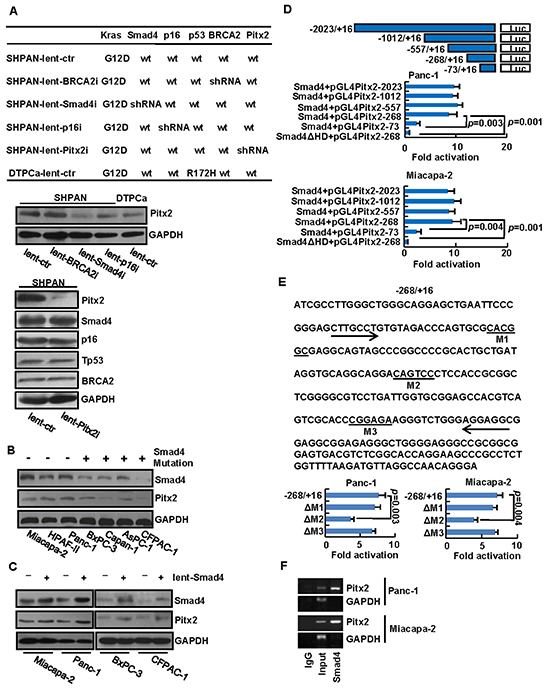 Identification of Pitx2 gene as a direct target gene of Smad4.