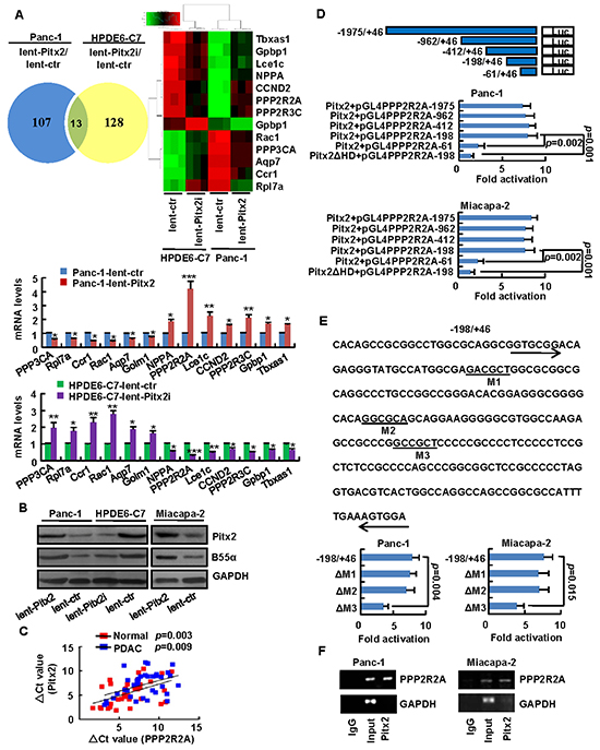 Pitx2 may stimulate PPP2R2A expression in PDAC cells.