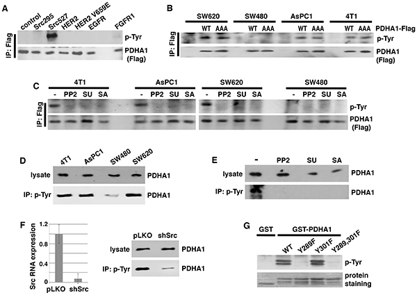 Src is required for PDHA1 tyrosine phosphorylation in cancer cells and directly phosphorylates PDHA1 at Y289.
