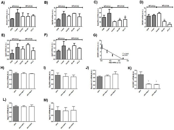 Decreased expression of Dicer in HTLV-1 infected cells lines and in 293T cells lines stably expressing HBZ.