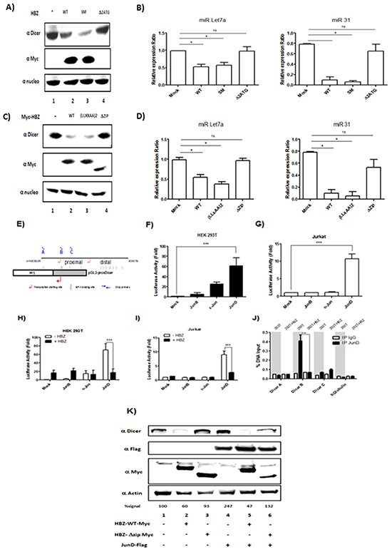 HBZ exerts a negative effect on the transcriptional activation of the Dicer proximal promoter through JunD.