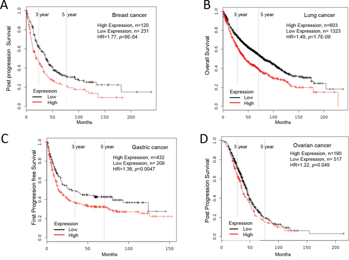 Increased Ly6D mRNA expression in cancer and patient survival.
