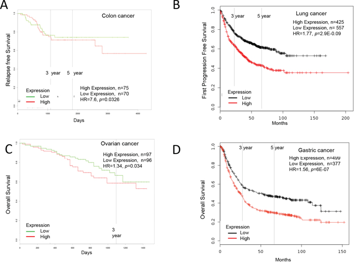 Increased Ly6H expression in cancer and patient survival.