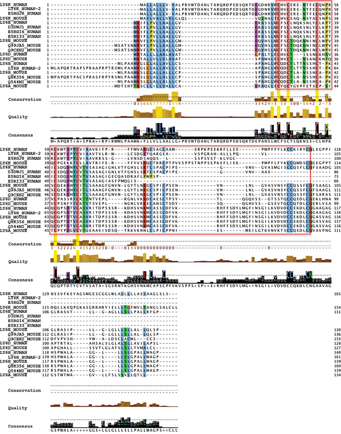 Ly6 gene family members have conserved LU/uPAR domain.