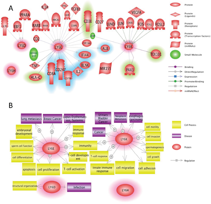Network analysis of Ly6 gene family members.