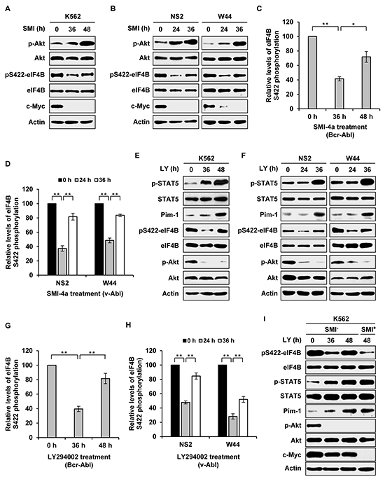 Long time inhibition of one signaling activates the other pathway and restores eIF4B Ser422 phosphorylation.