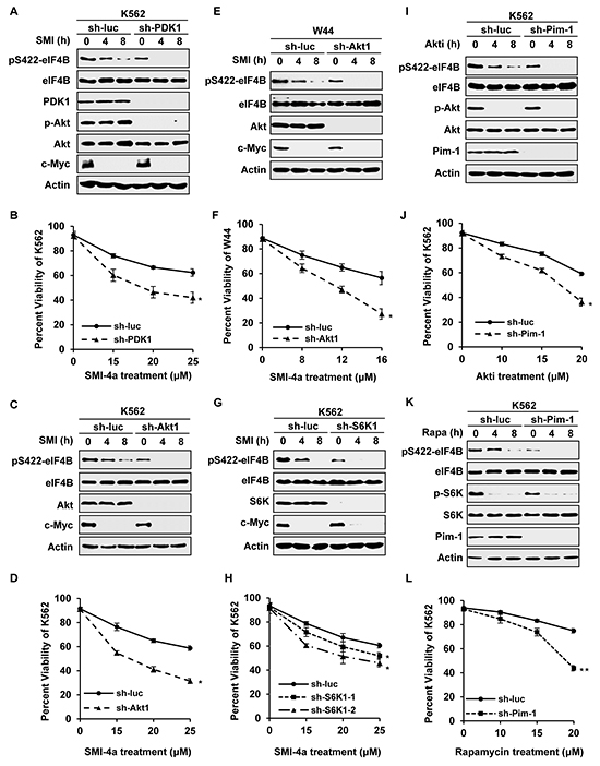 Silencing one pathway confers Abl transformants more sensitive to inhibition of the other pathway.