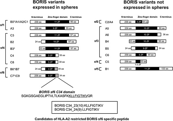 Schema of BORIS variants expressed in cercvical cancer stem cells.