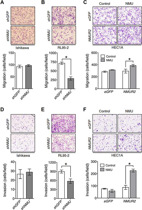NMU signaling positively regulates cell motility in the grade II endometrial cancer cell lines.