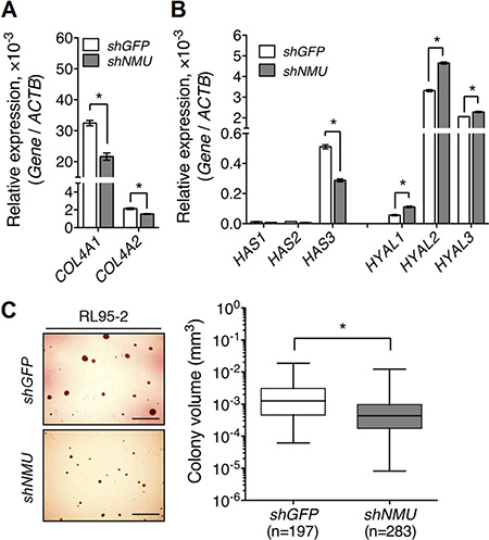 Knockdown of NMU decreases the expression of collagen IV and hyaluronan while at the same time reducing the anchorage-independent growth of RL95-2 cells.