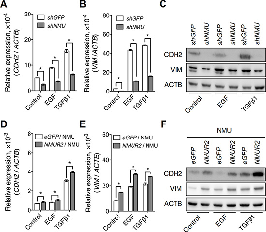 NMU signaling positively regulates growth factor-driven mesenchymal marker expressions in the grade II endometrial cancer cell lines.