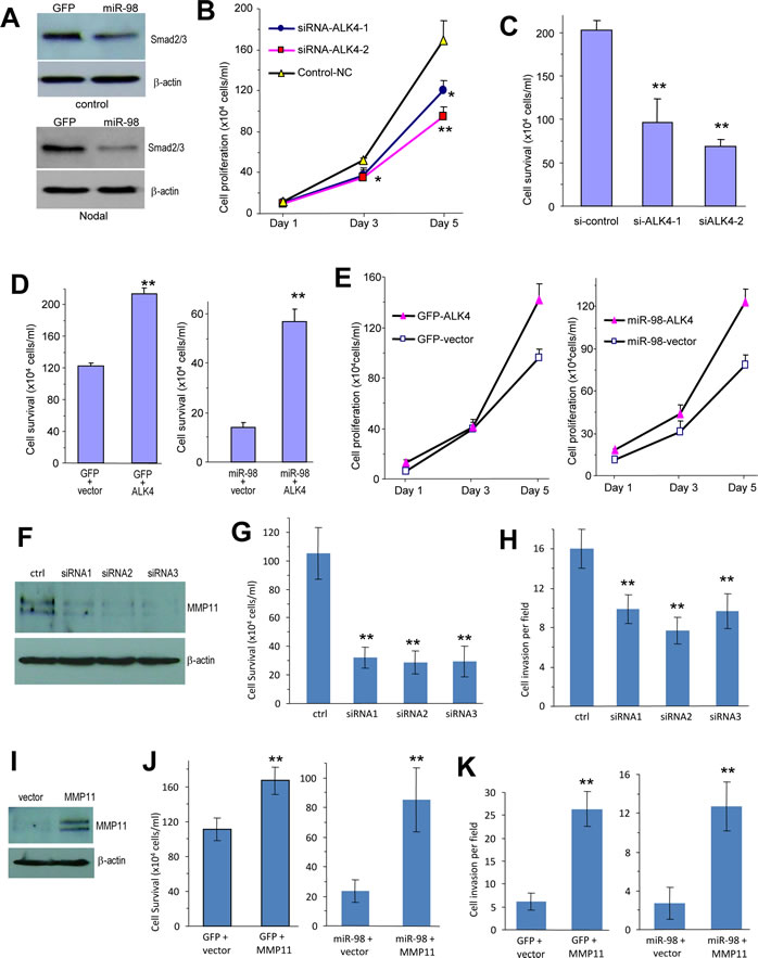 Confirmation of ALK4 and MMP11 functions.